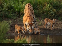 Madhya Pradesh's Famous 'Collarwali' Tigress, Mother To 29 Cubs, Dies Madhya Pradesh's Famous 'Collarwali' Tigress, Mother To 29 Cubs, Dies