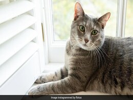 Dog-Loving Bidens Finally Got A Cat: All You Need To Know Dog-Loving Bidens Finally Got A Cat: All You Need To Know