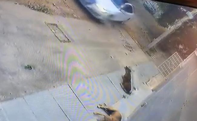 Caught On CCTV: Dog Run Over By Audi. Bengaluru Man, 23, Arrested