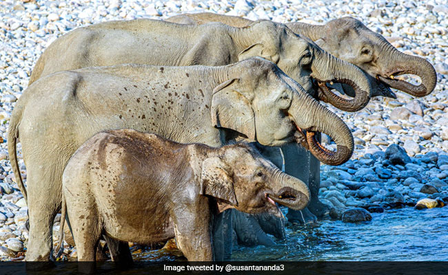 बताइए इस तस्वीर में कितने हाथी नज़र आ रहे हैं ? गिनते-गिनते लोग हुए कन्फ्यूज