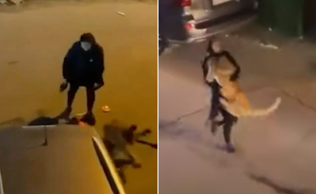 शेर को गोद में उठाकर ले गई लड़की, वायरल वीडियो देख सहम गए लोग