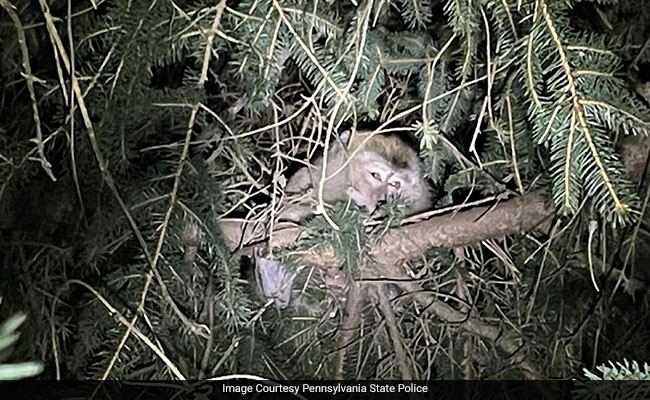 Escaped Lab Monkeys Found, Killed After Truck Carrying 100 Crashes In US