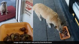 Adorable Video Shows Man Feeding Stray Dogs And Cats, Wins The Internet