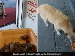 Adorable Video Shows Man Feeding Stray Dogs And Cats, Wins The Internet