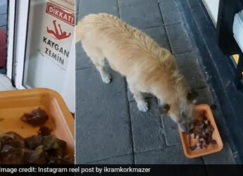 Adorable Video Shows Man Feeding Stray Dogs And Cats In Front Of His Shop, Wins The Internet