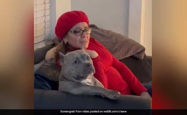 कुत्ते को पसंद है मालकिन के साथ बैठकर टीवी देखना, कोई डिस्टर्ब करे तो करता है ऐसी हरकत - देखें Cute Video