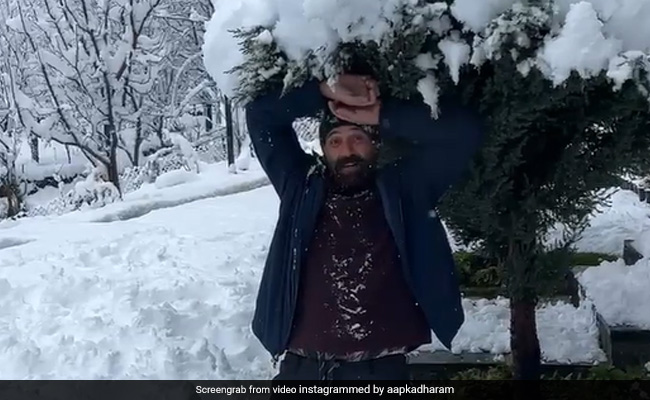 धर्मेंद्र ने शेयर किया सनी देओल का बर्फ से खेलते हुए वीडियो, निराश मन से बोले- काश मैं भी... 