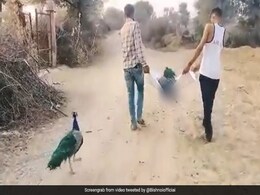 दोस्त की अंतिम यात्रा में शामिल हुआ मोर, वीडियो देख इमोशनल हुए लोग दोस्त की अंतिम यात्रा में शामिल हुआ मोर, वीडियो देख इमोशनल हुए लोग