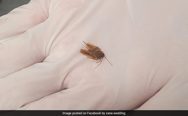 New Zealand Man's Horror After Cockroach Found Living Inside His Ear For 3 Days