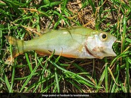 अचानक बारिश में आसमान से बरसने लगी मछलियां, हर कोई रह गया हैरान अचानक बारिश में आसमान से बरसने लगी मछलियां, हर कोई रह गया हैरान