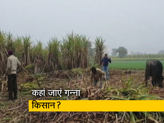 UP चुनाव: गन्‍ना किसानों का भुगतान बड़ा मुद्दा, गन्‍ना मंत्री और किसानों के अलग- अलग दावे