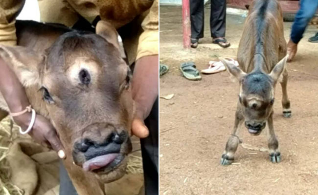 गाय ने तीन आंख वाले बछड़े को दिया जन्म, देखने के लिए जुटी भारी भीड़