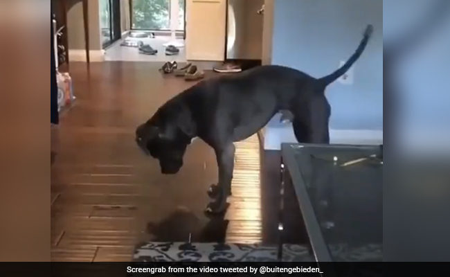 कुत्ते ने ज़मीन पर देखी अपनी परछाईं, तो हो गया परेशान और करने लगा ऐसी हरकत, लोगों को खूब पसंद आया Video