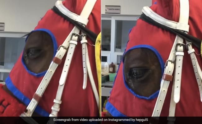 रोते हुए घोड़े को देख पसीज गया लोगों का दिल, सोशल मीडिया पर वायरल हुआ वीडियो