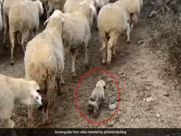 भेंड़ के झूंड में मौजूद था Puppy, वीडियो देख लोगों ने कहा- ट्रेंनिग शुरु है! भेंड़ के झूंड में मौजूद था Puppy, वीडियो देख लोगों ने कहा- ट्रेंनिग शुरु है!