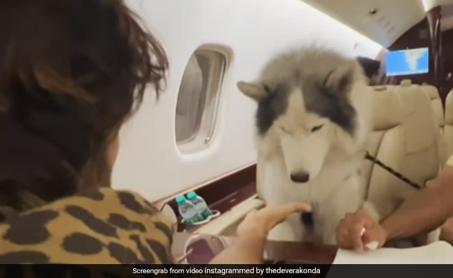 What Happened When Vijay Deverakonda's Pet Dog Went On His First Plane Ride