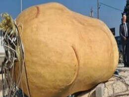 शराबियों ने नशे में 4 लाख रुपये के 4 मीटर लंबे 'आलू' का कर दिया बुरा हाल, नराज़ हैं लोग शराबियों ने नशे में 4 लाख रुपये के 4 मीटर लंबे 'आलू' का कर दिया बुरा हाल, नराज़ हैं लोग