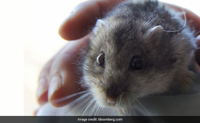 Hong Kong Suspects Imported Hamsters Are Spreading Covid
