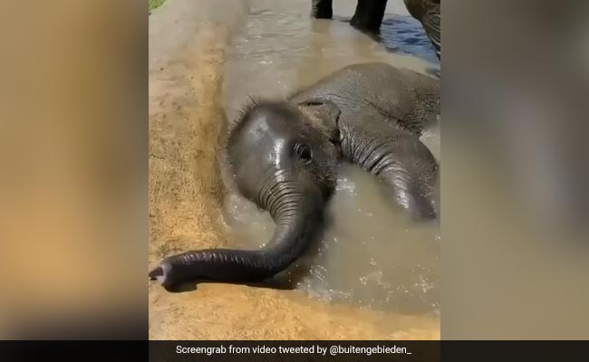 नन्हे हाथी ने पानी के साथ ख़ूब की मस्ती, लोगों ने कहा- छोटा गजराज है बड़ा शरारती