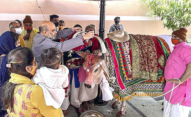 "Got Privilege Of Cow Worship": Amit Shah Tweets Photo On Makar Sankranti