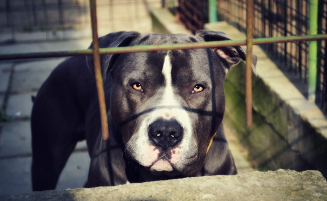 6-Year-Old Girl In US Receives 1,000 Stitches On Face After Pit Bull Attack