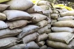 Police Seize 16,000 Kg of Cannabis Worth Rs 50 Lakhs In Indore Police Seize 16,000 Kg of Cannabis Worth Rs 50 Lakhs In Indore