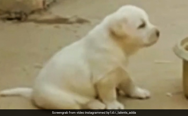 कुत्ता भूल गया भौंकना और मुर्गे की तरह लगाने लगा बांग, लोग बोले- ये है संगत का असर - देखें Video