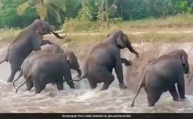 हाथियों का झुंड नहर में फंस गया था, काफी देर तक सब हुए परेशान, फिर ऐसे बचाई गई जान - देखें Video