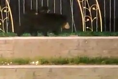 Mama Bear And Cubs Gatecrash Wedding Reception In Chhattisgarh Mama Bear And Cubs Gatecrash Wedding Reception In Chhattisgarh