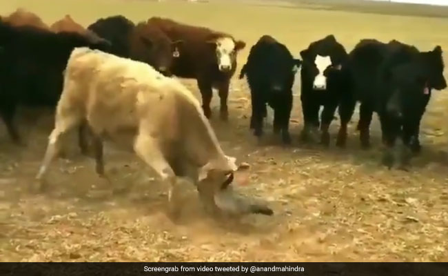 चिड़िया अकेली भिड़ गई बैलों से, फिर भी डर के भाग गए सब, आनंद महिंद्रा बोले- How’s the Josh, bird? - देखें Video