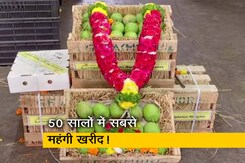 पुणे: नीलामी में 31,000 रुपये में बिका आम का टोकरा, व्यापारी का दावा- 50 साल में सबसे महंगा पुणे: नीलामी में 31,000 रुपये में बिका आम का टोकरा, व्यापारी का दावा- 50 साल में सबसे महंगा