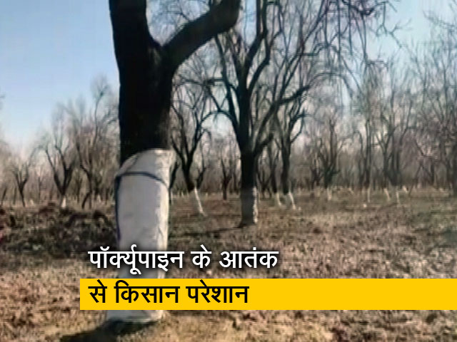 जम्मू-कश्मीर : किसानों की आफत बना पॉर्क्यूपाइन, बादाम और सेब के पेड़ों को पहुंचा रहे नुकसान