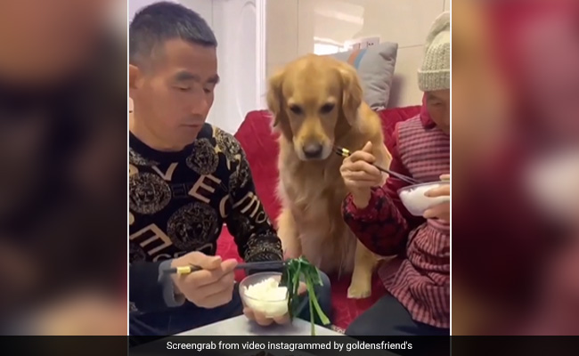 बेटे ने फेंका मां का दिया खाना, कुत्ते को आ गया गुस्सा, फिर ऐसे सिखाया सबक - देखें Video