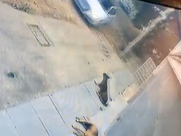 सड़क पर सो रहे स्ट्रीट डॉग को लग्जरी गाड़ी ने कुचला, वीडियो देख गुस्से से तिलमिला गए लोग सड़क पर सो रहे स्ट्रीट डॉग को लग्जरी गाड़ी ने कुचला, वीडियो देख गुस्से से तिलमिला गए लोग