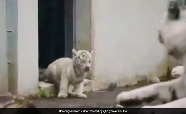 छोटे बाघ ने अपनी मां को बुरी तरह डराया, वीडियो देख खूब हंसी पब्लिक