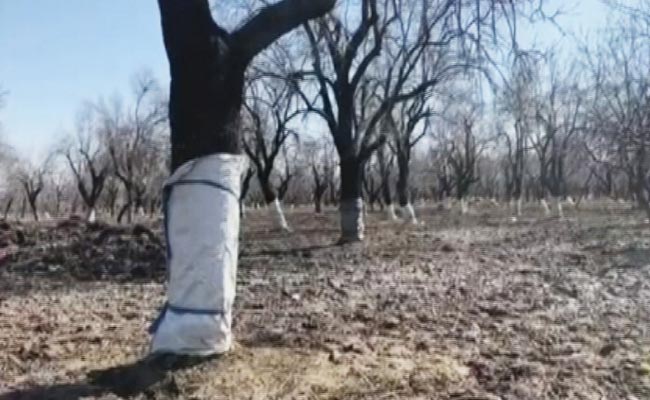 Porcupine Invasion In Kashmir Almond, Apple Orchards. Thousands Of Trees Damaged