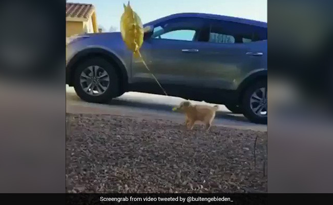 बैलून के साथ खेलते हुए Puppy का वीडियो सोशल मीडिया पर हो रहा है वायरल