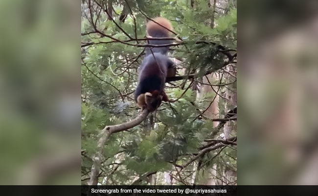 विशालकाय गिलहरी को देख हैरान हुए लोग, वायरल हो रहा Video, लोग बोले- मम्मी ने खूब घी खिलाया है