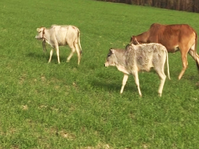 Battleground UP: Issue Of Stray Animals For Farmers