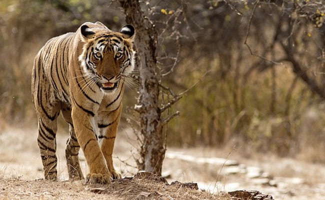 Tiger Found Dead In Madhya Pradesh's Kanha Reserve