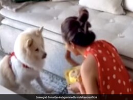 Malaika Arora Celebrates Her Dog's Seventh Birthday In A Cute Video. See Post Malaika Arora Celebrates Her Dog's Seventh Birthday In A Cute Video. See Post