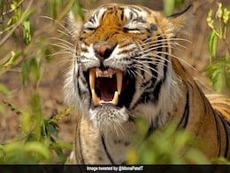 हंसते हुए बाघ की तस्वीर देख खा जाएंगे धोखा, क्योंकि इसकी सच्चाई है बेहद खौफनाक ! हंसते हुए बाघ की तस्वीर देख खा जाएंगे धोखा, क्योंकि इसकी सच्चाई है बेहद खौफनाक !