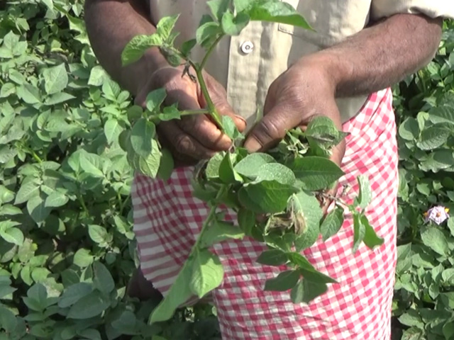 Unseasonal Rains Ruin Crops In Bihar's Gaya