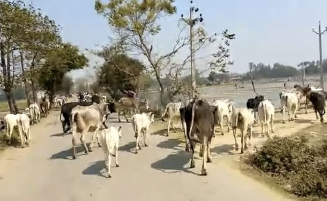 Nagaland Now Lumpy Skin Disease Positive State, 900 Cattle Found Infected