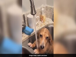 कुत्ते को लगी गर्मी, सिंक में बैठा और खुद ही लगा नहाने, Video ने जीता लोगों का दिल कुत्ते को लगी गर्मी, सिंक में बैठा और खुद ही लगा नहाने, Video ने जीता लोगों का दिल