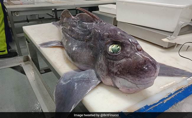 Rare Baby Ghost Shark Discovered by New Zealand Scientists