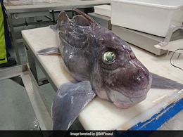Rare Baby Ghost Shark Discovered by New Zealand Scientists Rare Baby Ghost Shark Discovered by New Zealand Scientists