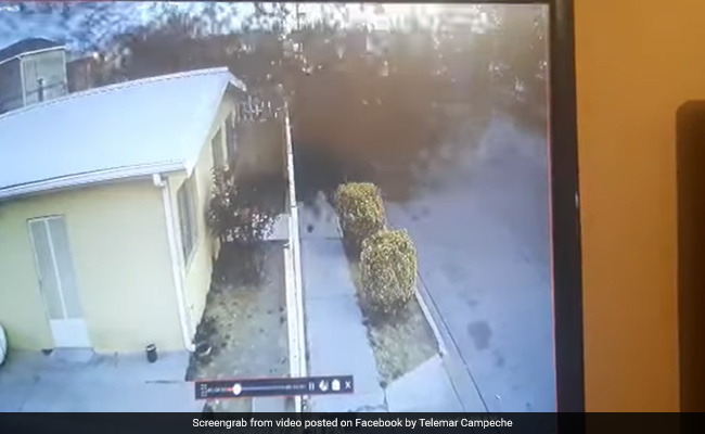 Viral Video: Flock Of Birds Falls Out Of Sky And Dies In Bizarre Footage