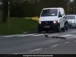 Watch: People Stop Vehicles To Allow Duck Family Cross Street Watch: People Stop Vehicles To Allow Duck Family Cross Street