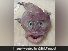 New Zealand Scientists' "Very Rare And Exciting Find": Baby Ghost Shark